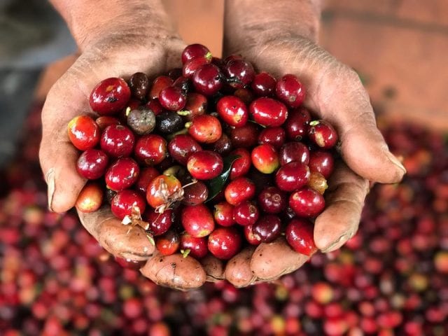 FROM FRUIT TO YOUR MUG: THE FASCINATING JOURNEY OF COFFEE